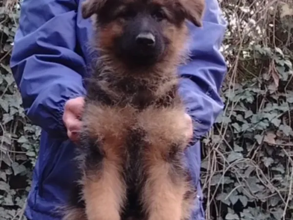 Nemački ovčar na prodaju, Beograd Rakovica