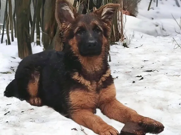 Nemački ovčar na prodaju, Beograd Rakovica