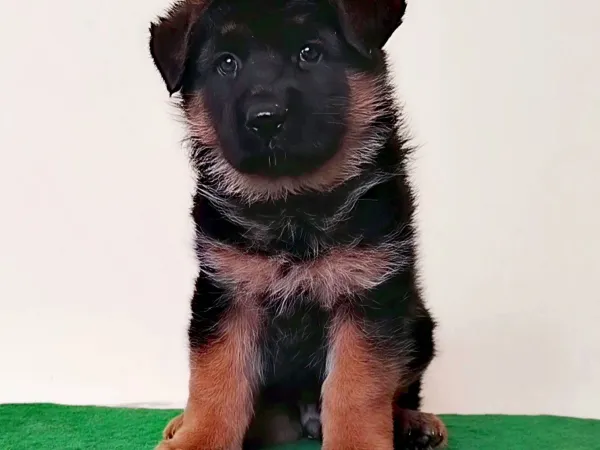 Nemački ovčar na prodaju, Beograd Rakovica