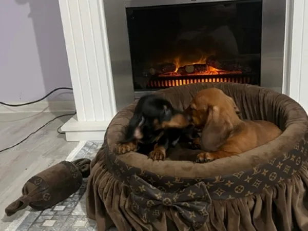 Jazavičar na prodaju, Novi Sad