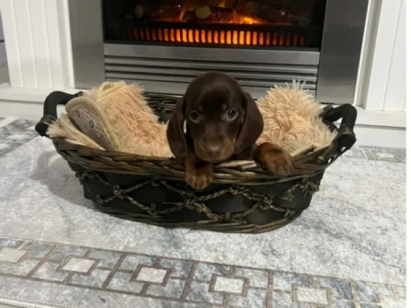 Jazavičar na prodaju, Novi Sad