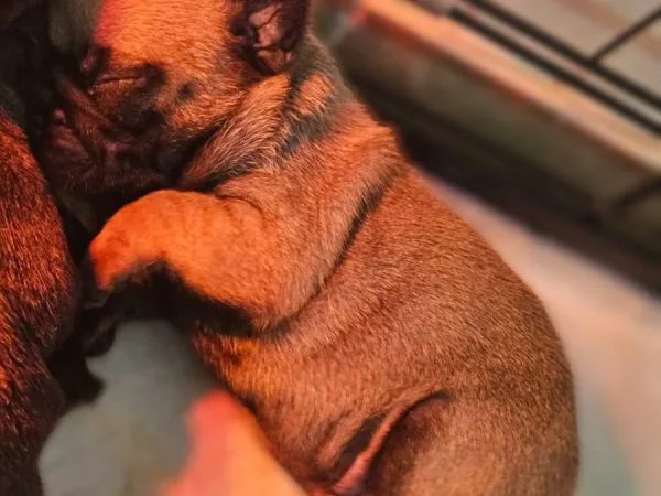 Francuski buldog na prodaju, Smederevska Palanka