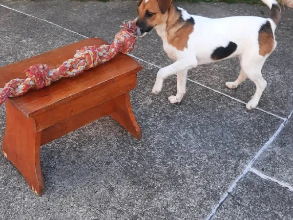 Džek raselov terijer na prodaju, Novi Sad