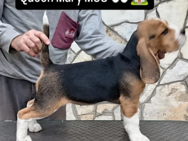 Bigl na prodaju, Kovin