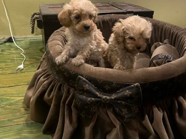 Pudla (patuljasta) na prodaju, Novi Sad