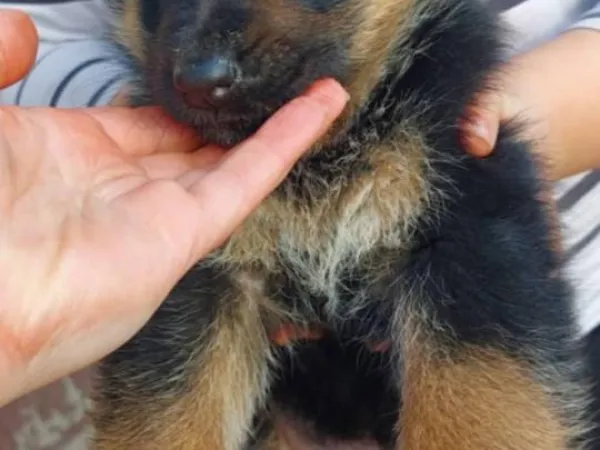 Nemački ovčar na prodaju, Subotica