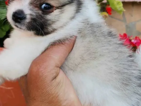 Nemački špic na prodaju, Novi Sad