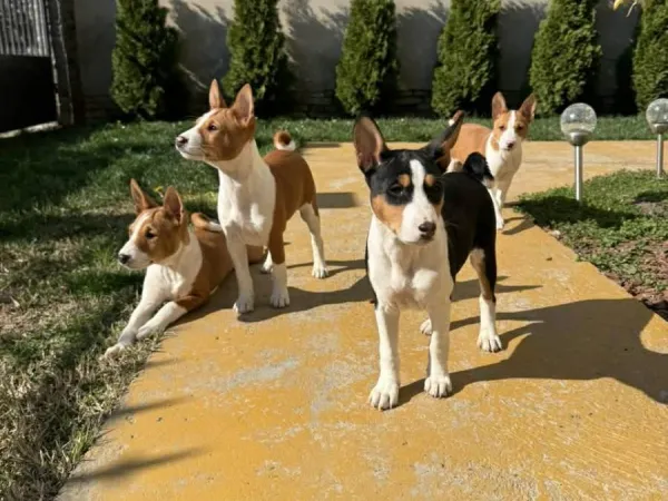 Basenji na prodaju, Vrbas