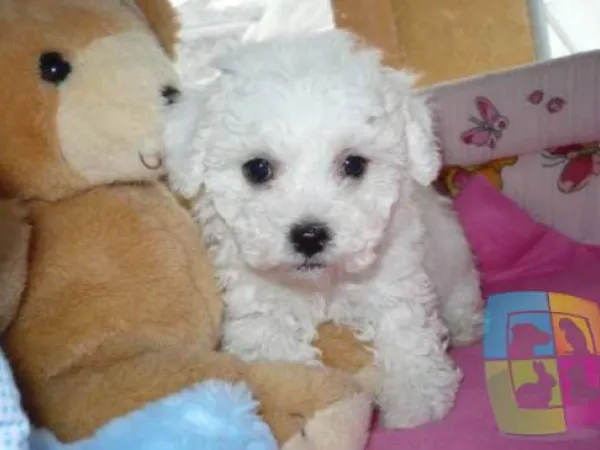 Malteški pas na prodaju, Novi Sad