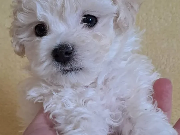 Pudla (patuljasta) na prodaju, Subotica