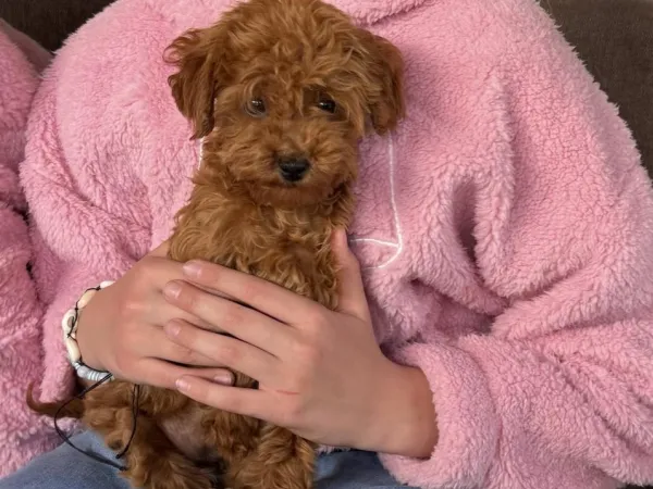 Pudla (patuljasta) na prodaju, Inđija