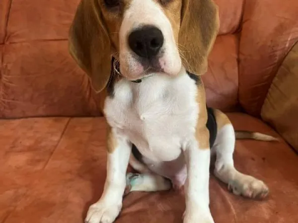 Bigl na prodaju, Beograd