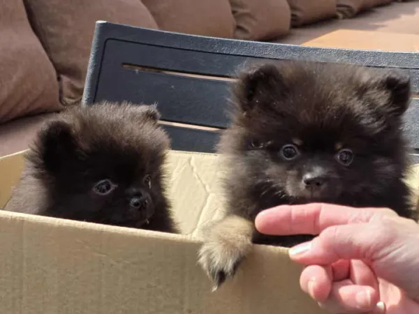 Nemački špic na prodaju, Beograd Zemun