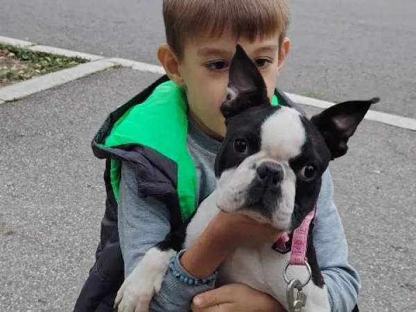 Bostonski terijer na prodaju, Beograd