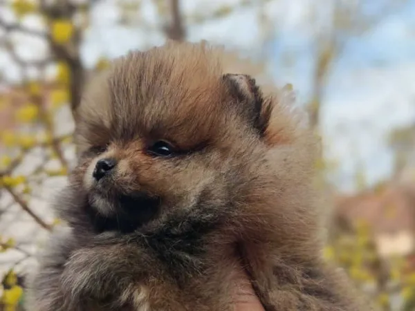 Nemački špic na prodaju, Kraljevo