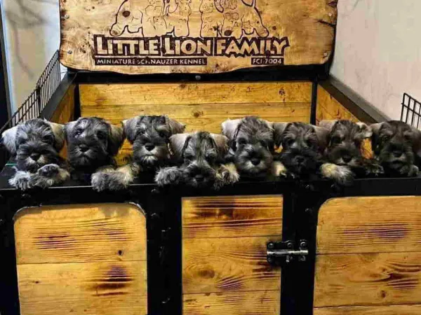 Patuljasti šnaucer na prodaju, Beograd Zemun