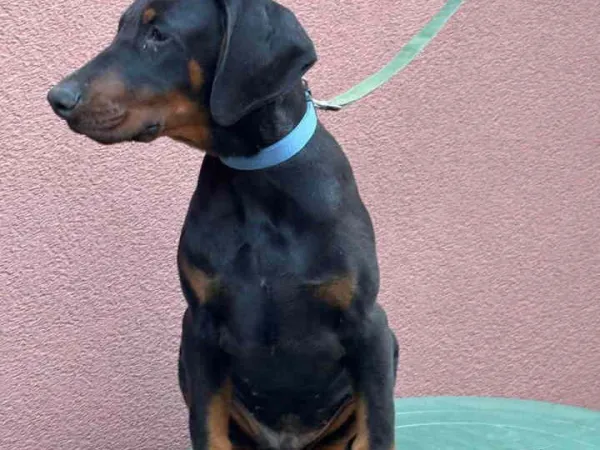 Doberman na prodaju, Pančevo