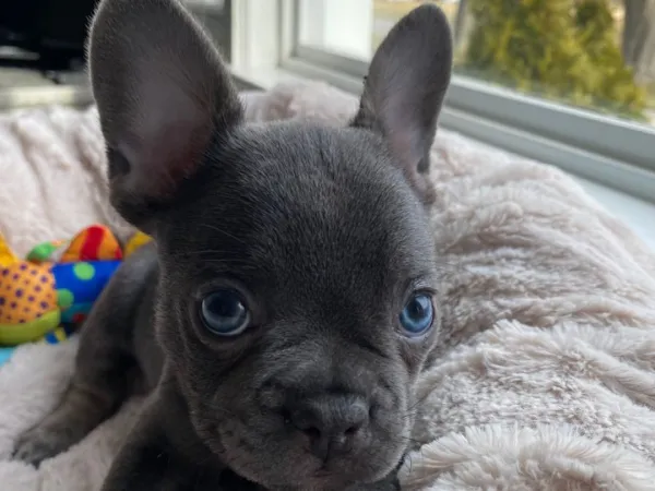 Francuski buldog na prodaju, Aleksandrovac