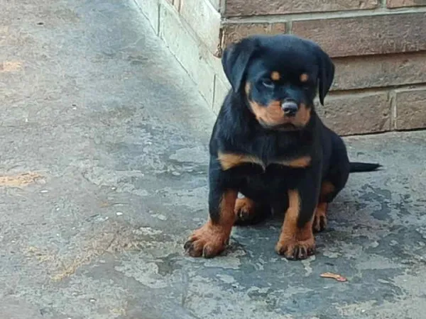 Rotvajler na prodaju, Pančevo