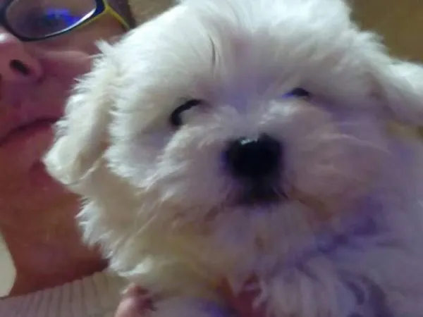 Malteški pas na prodaju, Kikinda