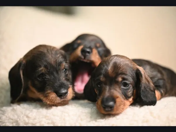 Jazavičar na prodaju, Beograd