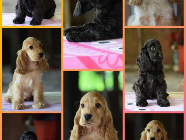 Engleski koker španijel na prodaju, Beograd