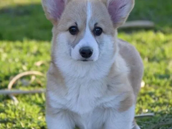 Velški korgi (pembrok) na prodaju, Valjevo