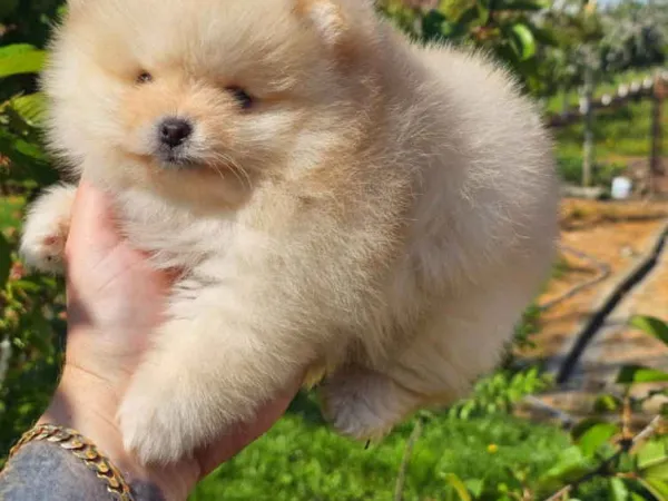 Nemački špic na prodaju, Novi Sad