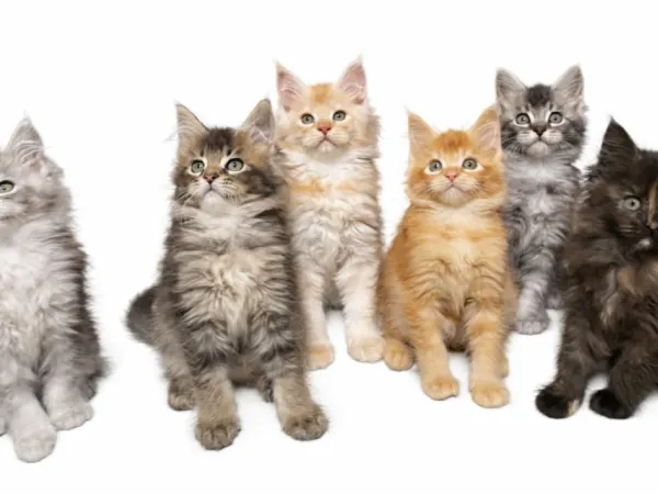 Ostalo na prodaju, Beograd