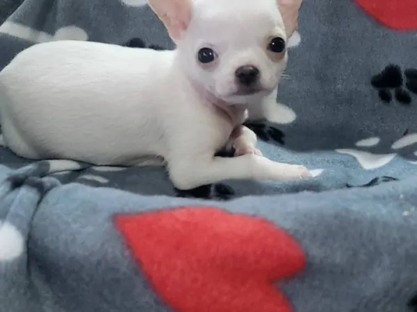 Čivava na prodaju, Novi Bečej