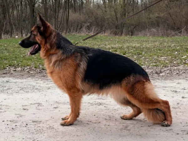 Nemački ovčar na prodaju, Batočina