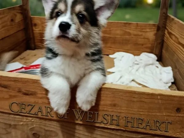 Velški korgi (pembrok) na prodaju, Valjevo