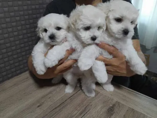 Bolonjski pas na prodaju, Novi Sad