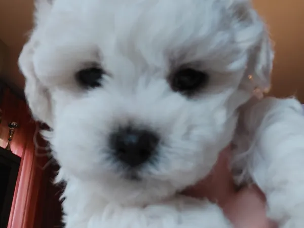 Kovrdžavi bišon na prodaju, Beograd