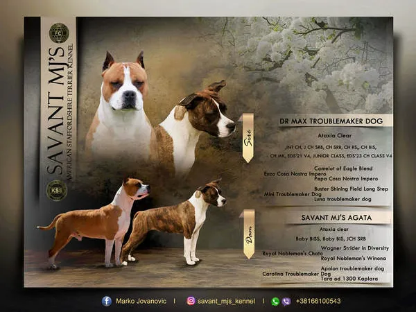 Američki stafordski terijer na prodaju, Obrenovac