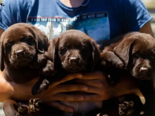 Labrador retriver na prodaju, Čelarevo