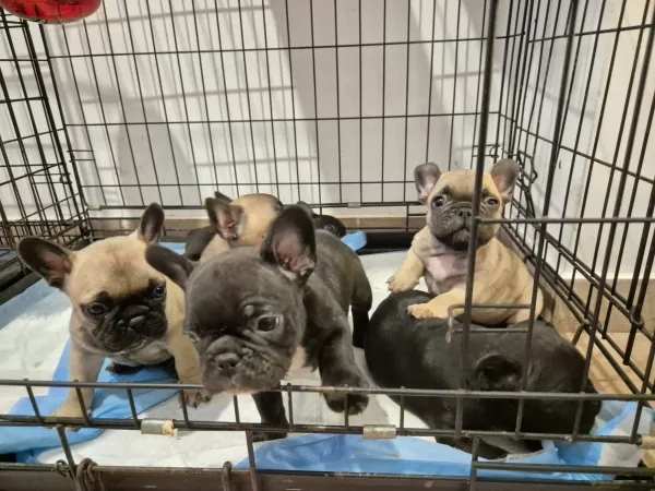 Francuski buldog na prodaju, Smederevska Palanka