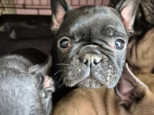 Francuski buldog na prodaju, Smederevska Palanka
