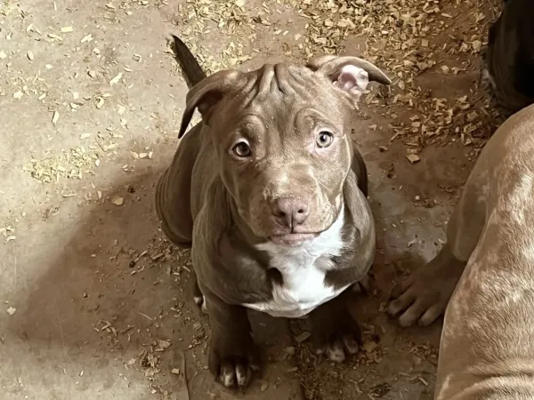 Američki stafordski terijer na prodaju, Beograd