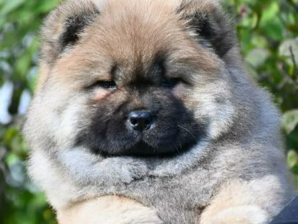 Čau-čau na prodaju, Valjevo