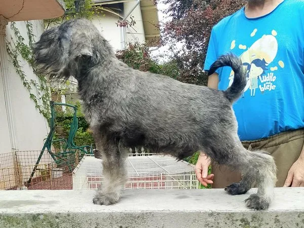 Patuljasti šnaucer na prodaju, Beograd