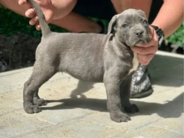 Kane korso na prodaju, Kragujevac