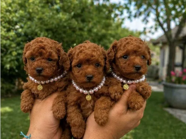 Pudla (patuljasta) na prodaju, Kraljevo