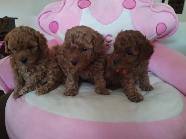 Pudla (patuljasta) na prodaju, Beograd