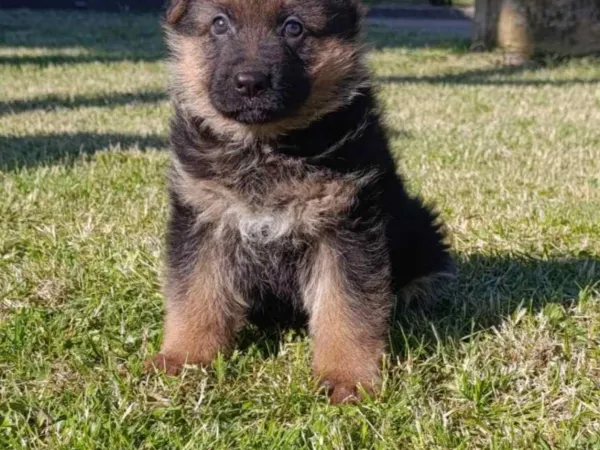 Nemački ovčar na prodaju, Beograd