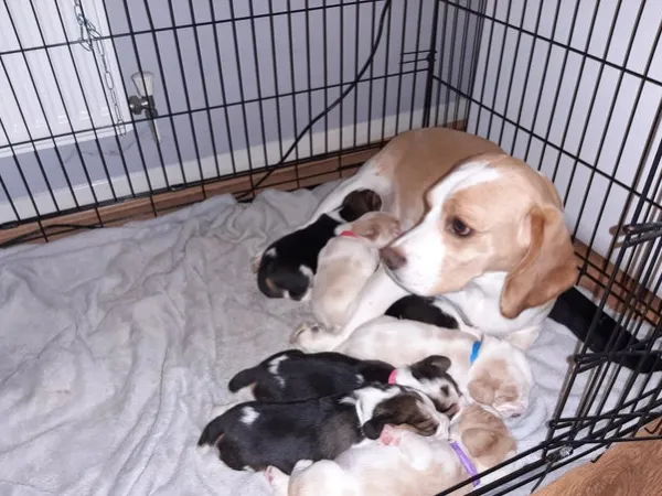 Bigl na prodaju, Bačka Topola