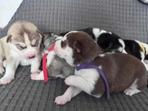 Sibirski haski na prodaju, Babušnica