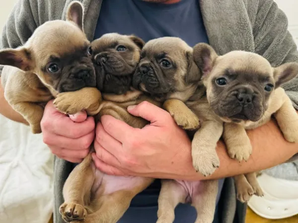 Francuski buldog na prodaju, Lebane