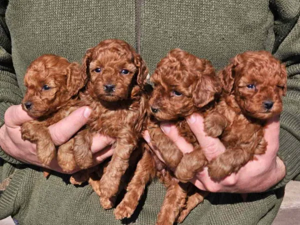 Pudla (patuljasta) na prodaju, Novi Sad