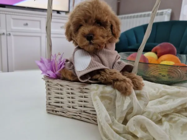 Pudla (patuljasta) na prodaju, Novi Sad